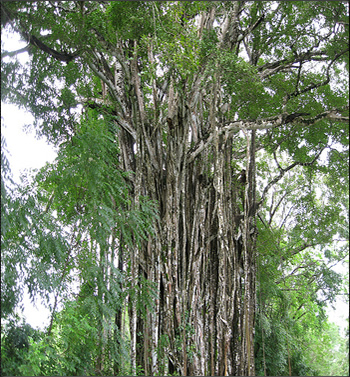 One of the biggest strangler figs ever seen