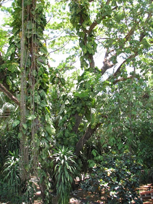 El Tejao vacation rental Jungle, lush garden